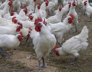 В Японії забили понад 200 тис. курей через небезпеку грипу птиці